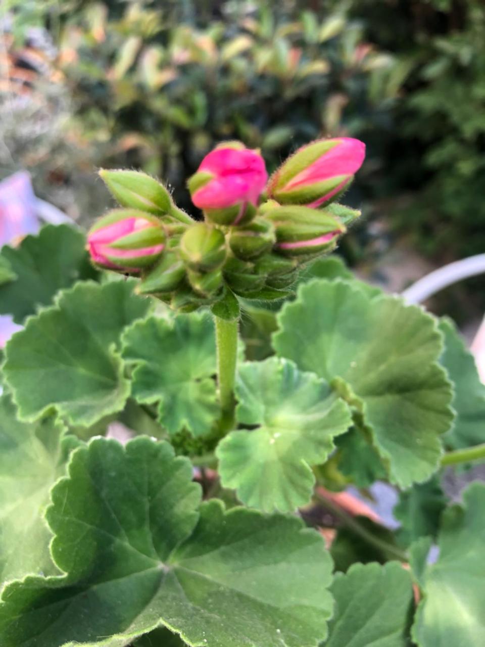 ACasaMia WelcHome - Italy - Rimini