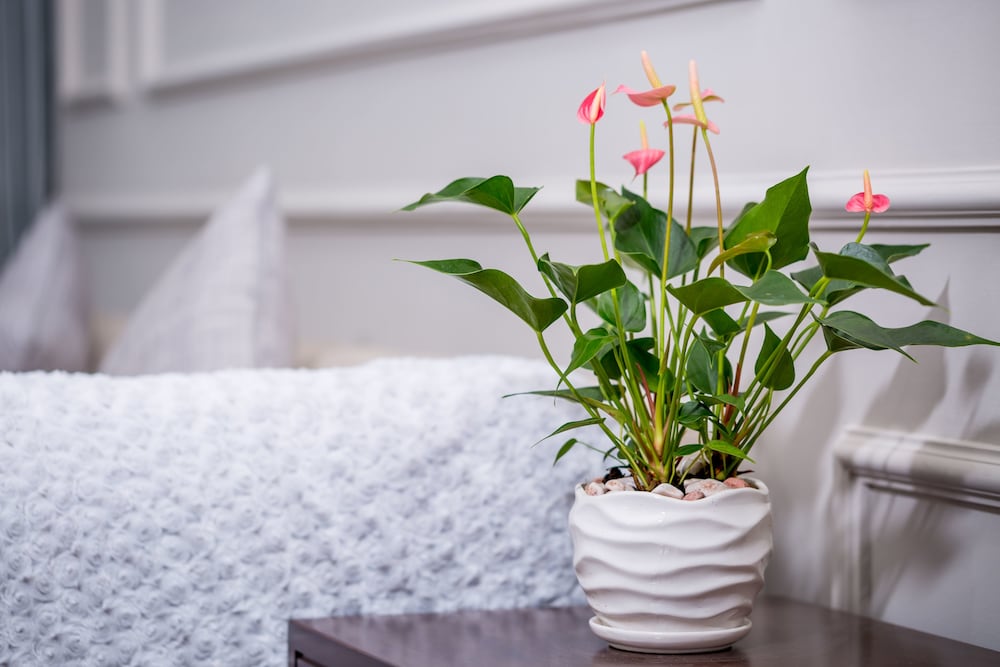 Altara Suites by Ri-Yaz - Vietnam - Da Nang