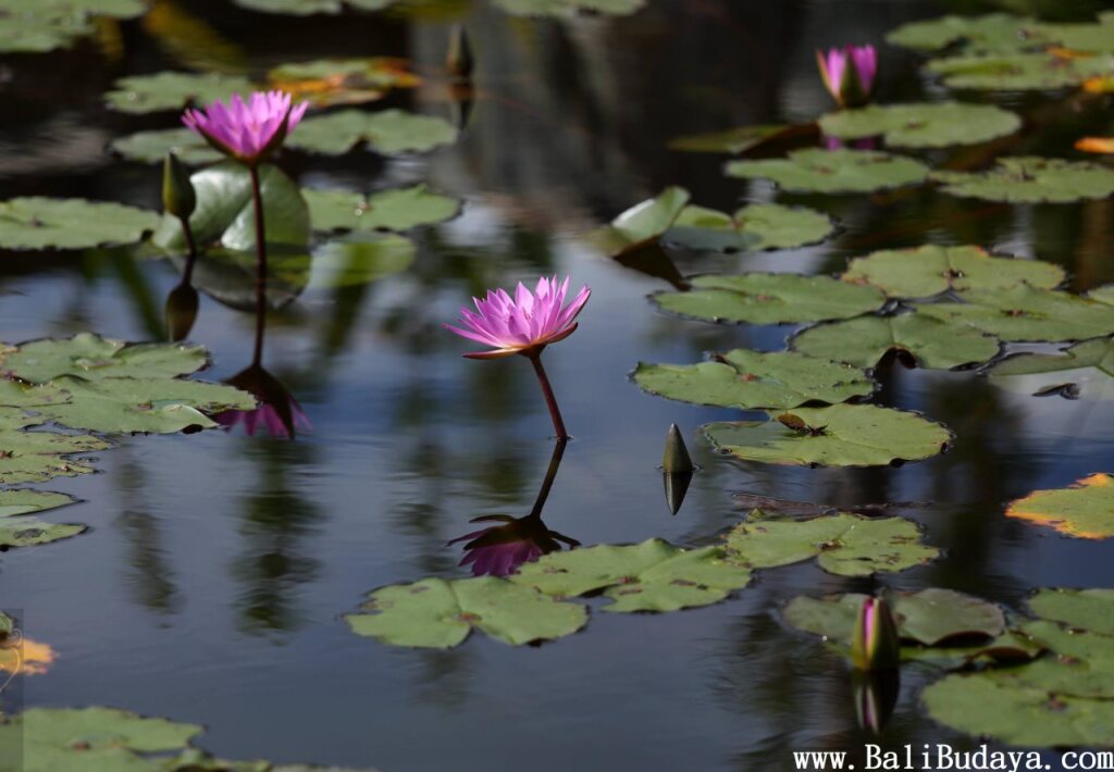 BALI BUDAYA VILLA - Taiwan - Hualien