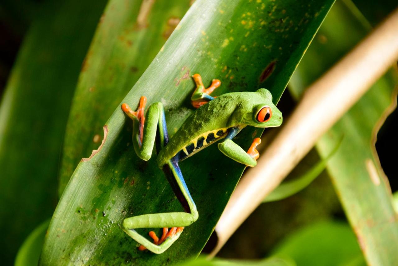 Tapirus Lodge - Costa Rica - San Jose