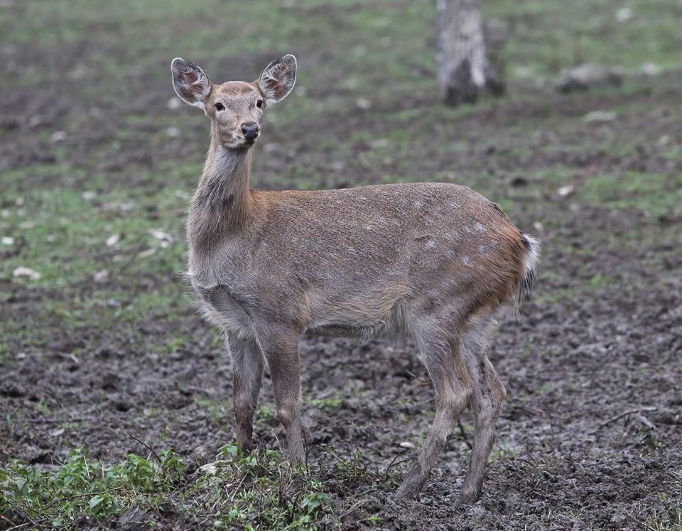 Altiagac Cennet Bagi - Azerbaijan - Baku