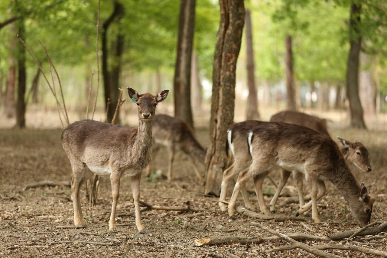 Art Hotel Ka?tie? - Slovakia - Bratislava